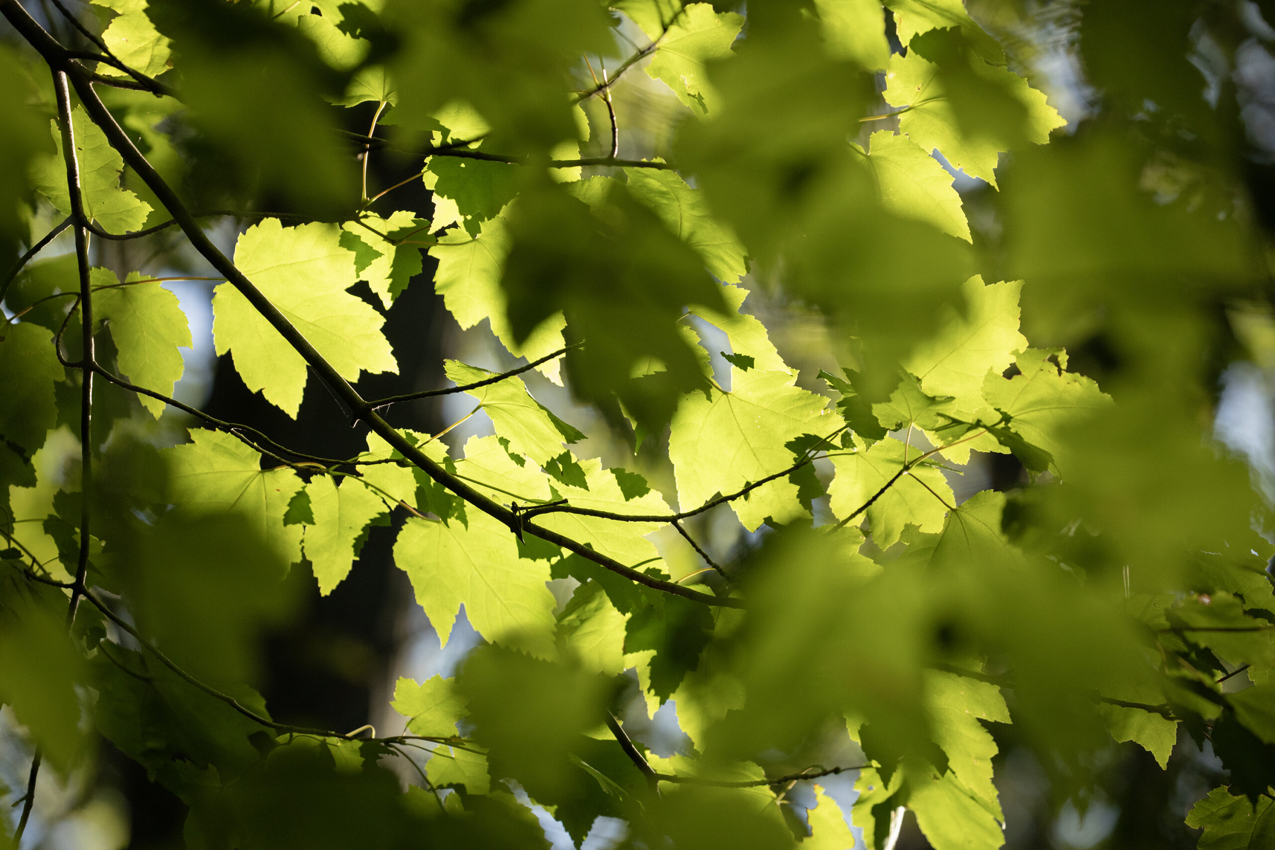 sunlight shines through leaves