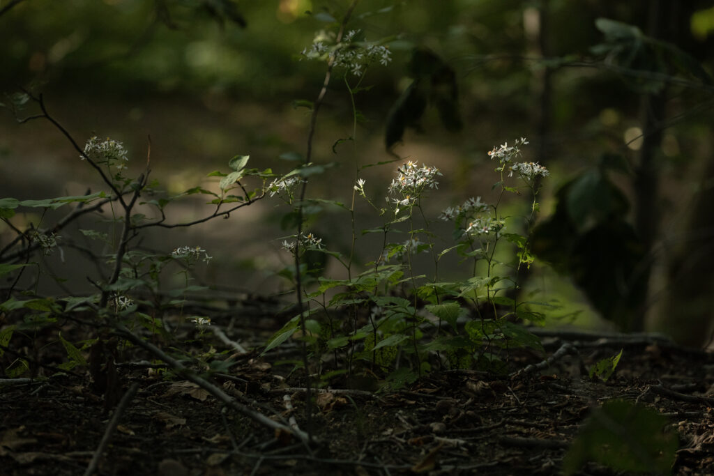 dark picture of wild flowers