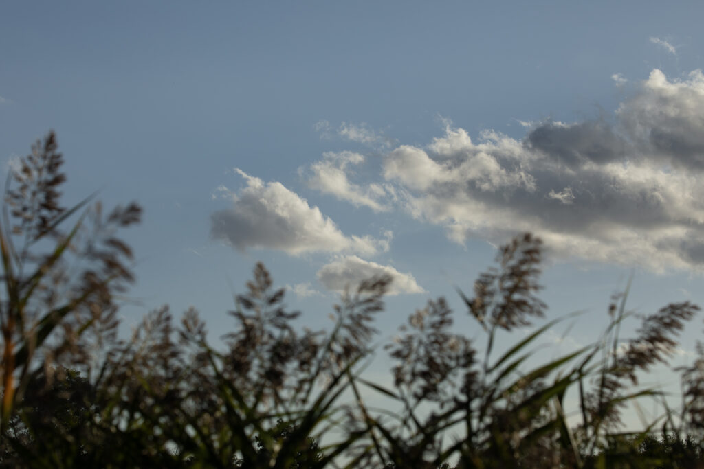 clouds with tall grass in foreground