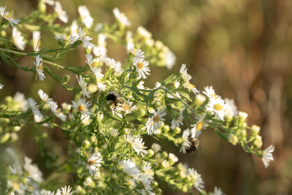 bees on wild flowers