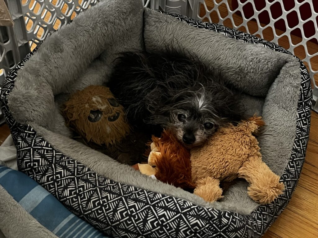 tiny black dog in gray fuzzy bed with his Chewbacca and lion stuffed animals