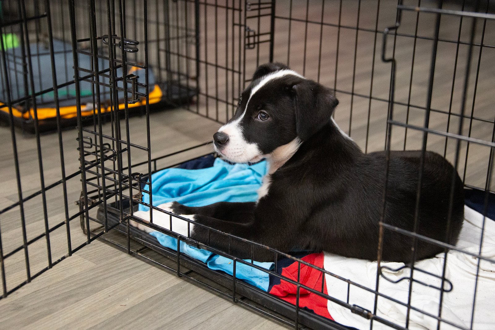black puppy waits in cage for invitation to play